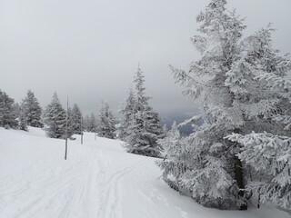 krkonose mountains in winter with snow