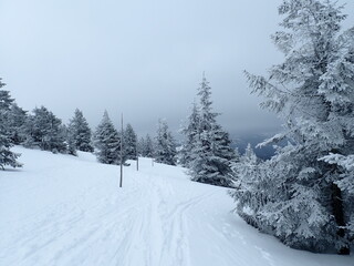 Obraz premium krkonose mountains in winter with snow