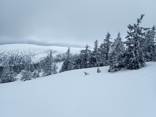 krkonose mountains in winter with snow