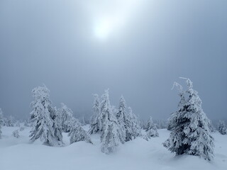 Obraz premium krkonose mountains in winter with snow