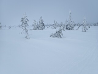 krkonose mountains in winter with snow