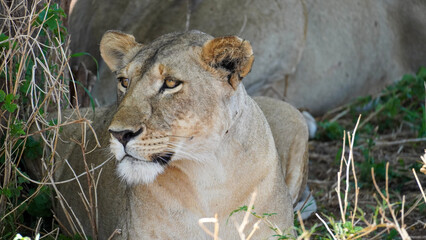 A Lioness is Comfortably Relaxing in the Wild While Capturing the True Beauty of Nature