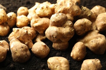 Many raw Jerusalem artichokes on soil, closeup. Root vegetable