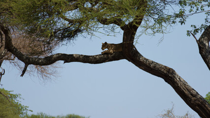 A lion rests on a tree branch in its habitat, surrounded by Africas wilderness beauty Tarangire...