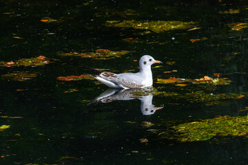 Gull in the Moat of the Bishops Palace in Wells, Somerset
