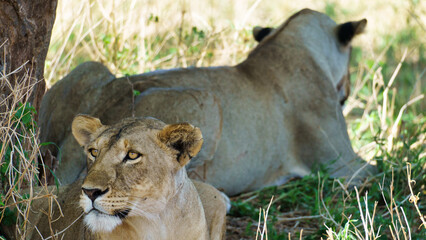 Two female lions are peacefully resting under the shade of a tree in the vast savannah Tarangire National Park Tanzania Africa