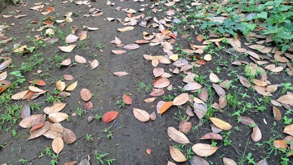 Autumn Leaves Covering the Ground – Close-Up of Fallen Brown Dry Leaves in High-Quality for Nature Wallpapers, Backgrounds, and Seasonal Design Elements