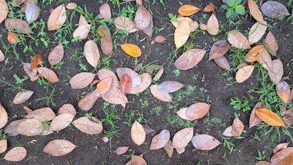 Fallen Dry Leaves Scattered on the Ground – High-Resolution Nature Background with Brown Autumn Leaves for Seasonal Themes, Eco Concepts, and Environmental Awareness