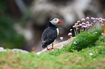 atlantic puffin bird