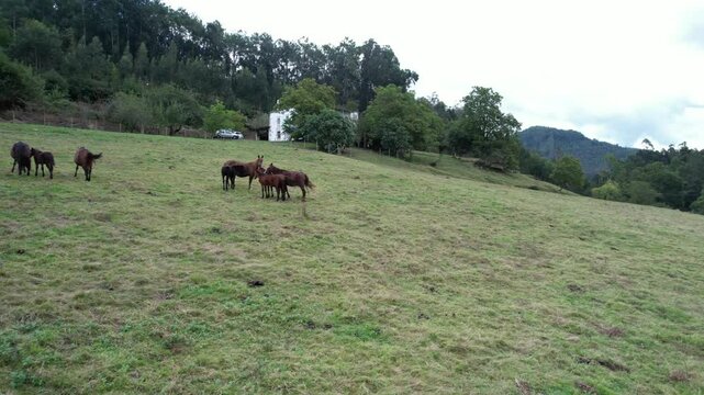 Group of Galician wild horses protected in a fence aside the livestockman house seen from a drone - 261
