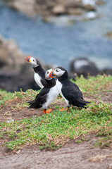 atlantic puffin bird
