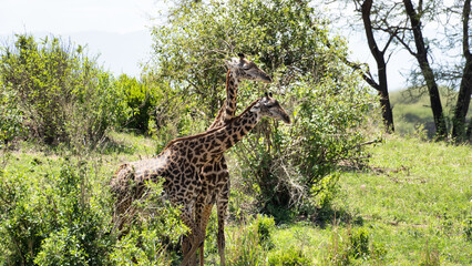 Giraffes Gracefully Grazing in the Tranquil and Serene African Landscape of Savanna
