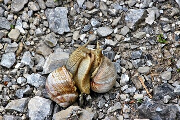 Schnecken