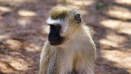 Discover the enchanting Vervet Monkey gracefully inhabiting its beautiful natural environment