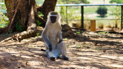 A Serene Monkey Found in Its Natural Habitat, Enjoying Life in the Great Outdoors Tarangire National Park Tanzania Africa