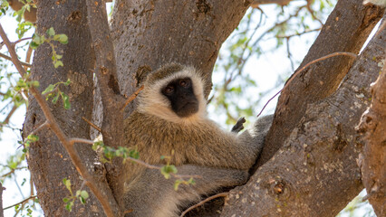 A Calm Monkey Relaxing Peacefully in a Tree, Enjoying Its Natural Environment and Habitat