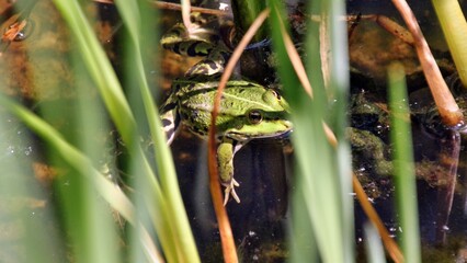Frosch