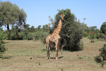 Giraffe / Giraffe / Giraffa camelopardalis