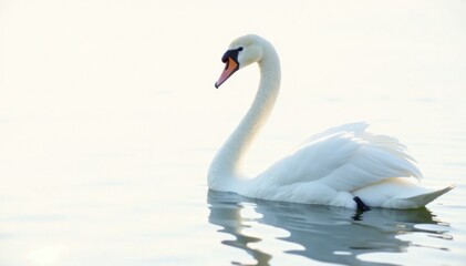 Obraz premium White silhouette of a swan with long neck on white, swans, wildlife, bird