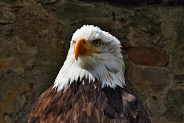Adler Eagle