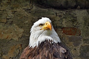Adler Eagle