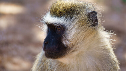 A CloseUp Image Featuring a Thoughtful Monkey in Its Natural Surroundings and Habitat Tarangire National Park Tanzania Africa