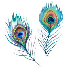 Obraz premium Peacock feather is green and blue on a white background. Watercolor hand-painted illustration. Festive background on a janmashtami greeting card. Chinese, Indian royal peacock.