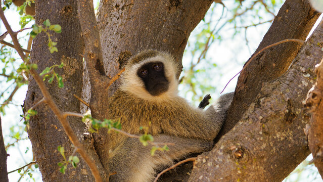 A monkey is peacefully relaxing on a tree branch while surrounded by its natural habitat Tarangire National Park Tanzania Africa
