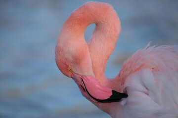 Flamant rose