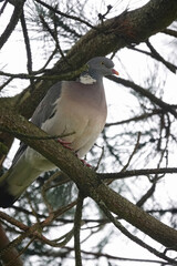 Wood Pigeon perched on a tree branch, blending in with the natural surroundings on a cloudy day.