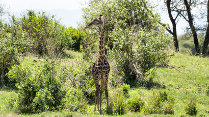 A Majestic Giraffe Standing Tall amidst the Beautiful Lush Greenery of the African Landscape