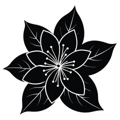 Fototapeta premium Jasmine flower black and white abstract flower