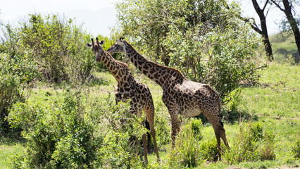 Two giraffes are peacefully grazing in the beautiful savannah under the vast blue sky