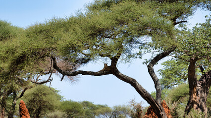 Exploring a Beautiful Scenic Landscape Featuring Unique and Fascinating Tree Formations
