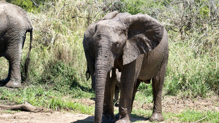 Experience the Majestic Elephants in Their Natural Habitat Across Scenic Landscapes
