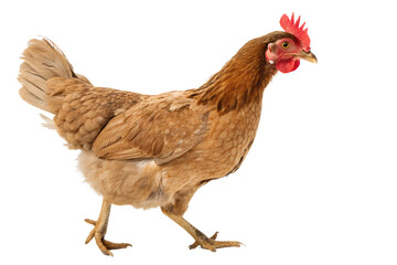 Fototapeta premium Brown Hen isolated on transparent Background