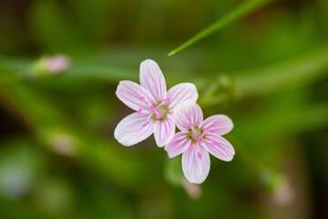 spring beauty wildflowers in wetland woodland southern Maryland Calvert county genus claytonia