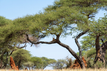 Captivating and Serene African Landscape Featuring Iconic Acacia Trees with lion in the View Tarangire National Park Tanzania Africa