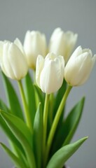 Fototapeta premium A bouquet of white tulips with some of the stems bent and twisted, bouquet, spring