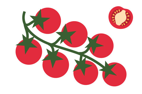 Fresh cherry tomatoes on vine with one cut in a half. Modern minimal vector illustration perfect for food packaging, recipe books, menu design and organic product branding