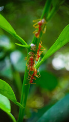 Close-up of Asian Weaver Ants moving across a lemon branch, showcasing their intricate movements and vibrant green leaves in a natural setting.