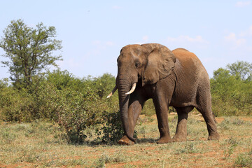 Obraz premium Afrikanischer Elefant / African elephant / Loxodonta africana