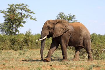 Fototapeta premium Afrikanischer Elefant / African elephant / Loxodonta africana