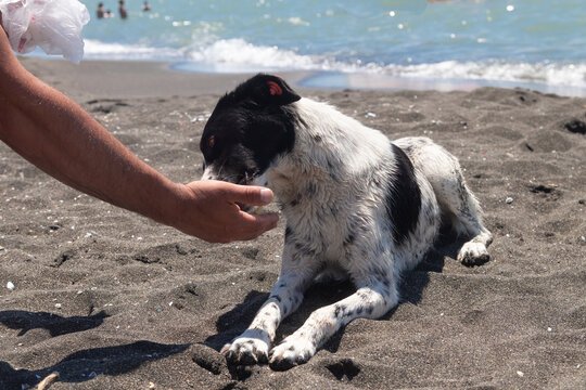 A man feeds a stray spotted dog on the beach in summer