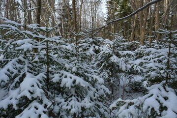 Small green spruce trees in the winter forest covered with snow
Beautiful amazing Christmas winter landscape. Small young green spruce trees covered with snow