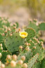 Yellow flower blooming on a spiky Texas prickly pear cactus.