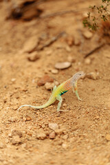 Vibrant western collared lizard standing alert on sandy desert terrain.