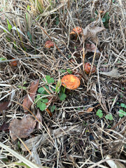  Wild Mushrooms