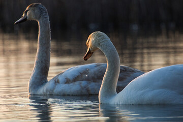 Mute Swan. Cygnus olor. Mute swans on a  lake, swan wings closeup photos. Wildlife nature closeup.
