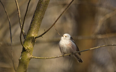 Long tailed tit in  a winter on a ice at harsh conditions. (Aegithalos caudatus). Cute bird.